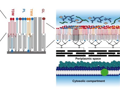 hydroxylase mycolipenic